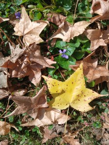 Violets blooming under brown autumn leaves